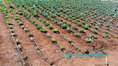 Low‑cost drip irrigation for smallholder farms - raincitystudios.com