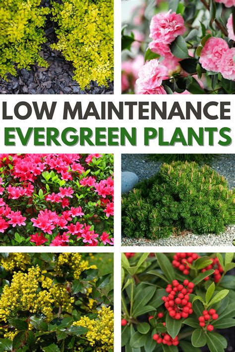 Low-maintenance plants - BBC Gardeners … - raincitystudios.com