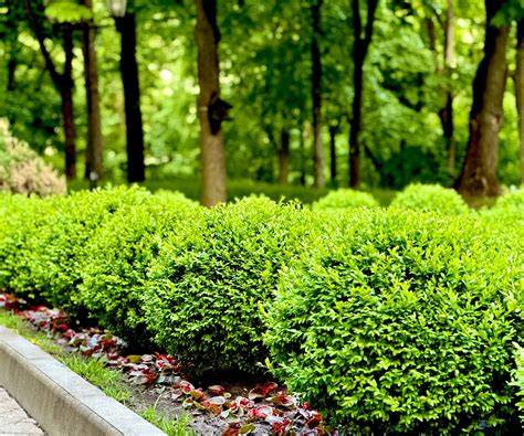 Low-maintenance shrubs - Homes & Gardens - raincitystudios.com