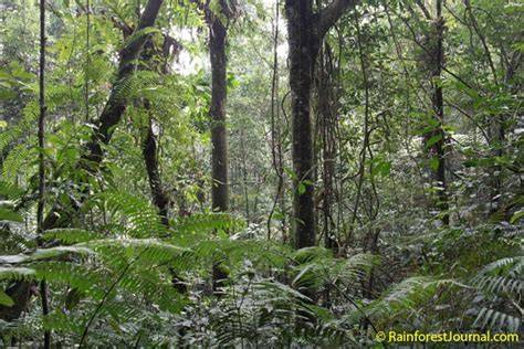 Lower montane rainforest - Rainforest Journal - raincitystudios.com
