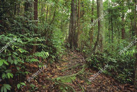 Lowland dipterocarp forests | WWF - raincitystudios.com