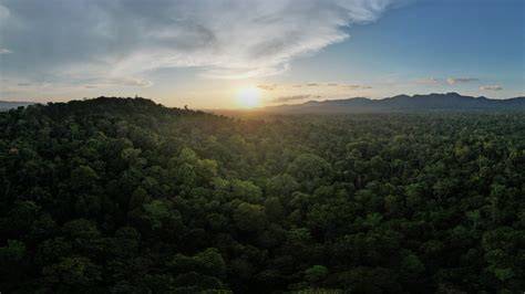 Lowland Forests - an overview | ScienceDirect Topics - raincitystudios.com