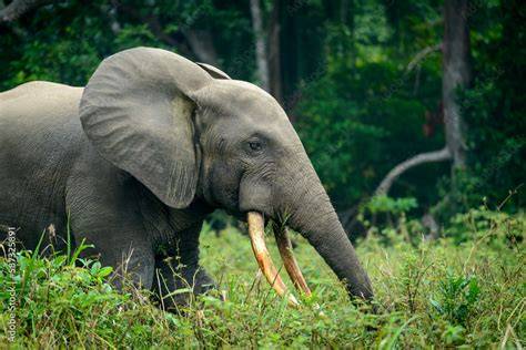 Loxodonta cyclotis (African forest elephant) | INFORMATION | Animal ... - raincitystudios.com
