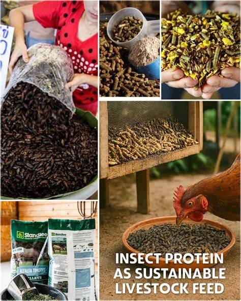 LP-24 Towards safer insect-based feed and food: toxicokinetics of ... - raincitystudios.com