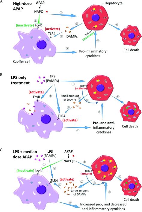 LPS-induced inflammatory response is suppressed by Wnt