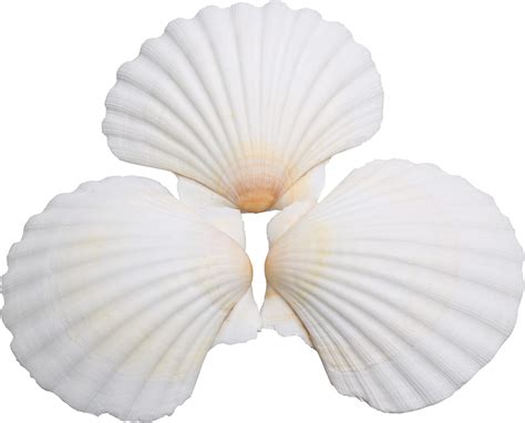 LUCKY BABY 25pcs Scallop Shells for Crafts, 2-3 Inches White …