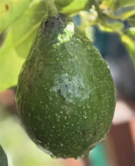 Lula (avocado) - raincitystudios.com