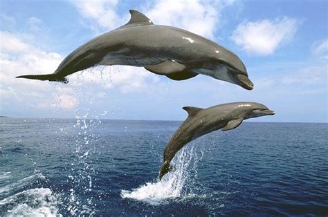 Lumba Lumba Mamalia - muktibox.com