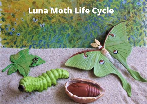 Luna Moth Metamorphosis Stages - muktibox.com