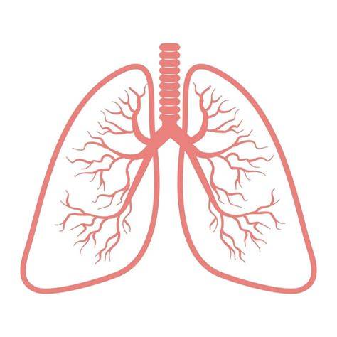Lungs Vector Art, Icons, and Graphics for Free … - raincitystudios.com