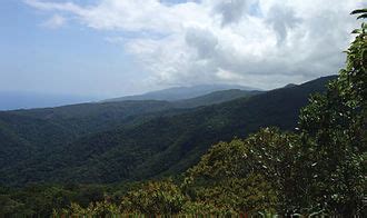 Luzon montane rain forests - raincitystudios.com