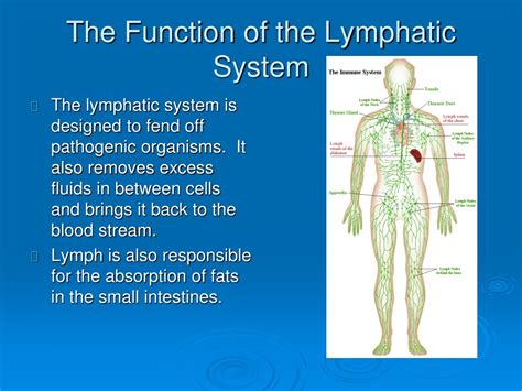 LYMPHATIC BIOLOGY Biological functions of …