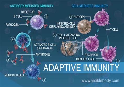 Lymphatic Immunity - Visible Body - muktibox.com