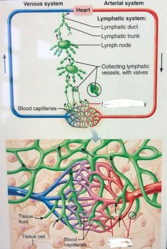 lymphatic system Flashcards | Quizlet - muktibox.com