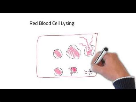 Lysing red blood cells - Department of Microbiology and Immunology - wintechmobiles.com