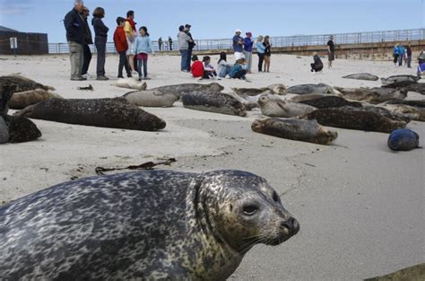 La Jolla Children's Pool temporarily closed for harbor seal pupping season