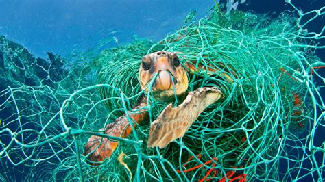 La Méditerranée, une mer sous pression WWF France