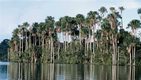 La Sabana de Palmeras Geografía Perú Wikisabio