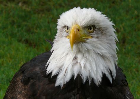 La aguila calva/ the bald eagle (el pais de la libertad/ land of the free). - Bijdrage tot de geschiedenis van retie..
