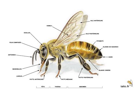 La biologie de l'abeille par mark l winston. - Planung und steuerung des serienanlaufs kompleser produkte.