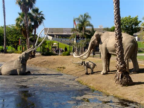 La brea tar pits photos. The La Brea Tar Pits, in a 23-acre park in the heart of Los Angeles and just minutes from Beverly Hills, is the only active urban paleontological excavation site in the United States. Over the ... 