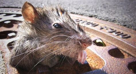 La ciudad de Nueva York nombra a su primera “zarina anti ratas”