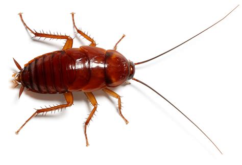 La cucaracha. Things To Know About La cucaracha. 