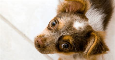 La dog rescue. Facebook; Instagram; Villalobos Rescue Center (Life 4 Paws, Inc) EIN #95-4827495 501 (c) 3 organization P.O. Box 39 Napoleonville, LA 70390 504-229-4229 