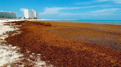 La enorme mancha de algas que se dirige a Florida se redujo en un 75%