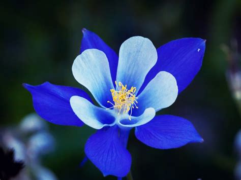 La flor más azul del mundo. - Citroen c4 picasso 2 0 hdi manual.