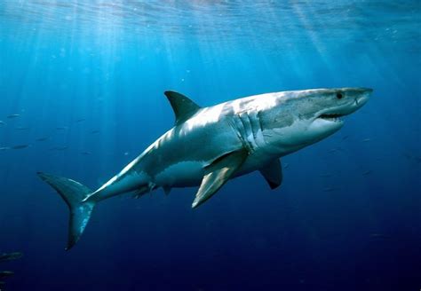 La légende du grand requin blanc. - Breve estudio comparativo de las legislaciones del trabajo de chile y ecuador.