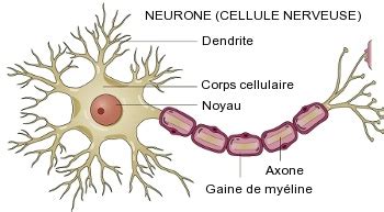 La morphologie de la cellule nerveuse. - Space and place the perspective of experience yi fu tuan.