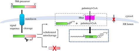 La palmitoilazione della palmitoil aciltransferasi dhhc7 regola la ...