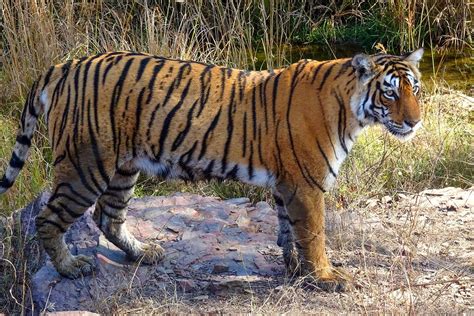 La población de tigres en peligro de extinción de la India se está recuperando en un triunfo para los conservacionistas