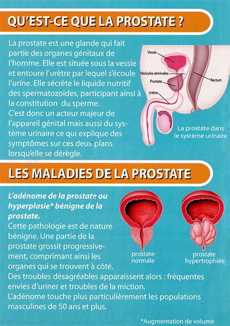 La prostate : qu