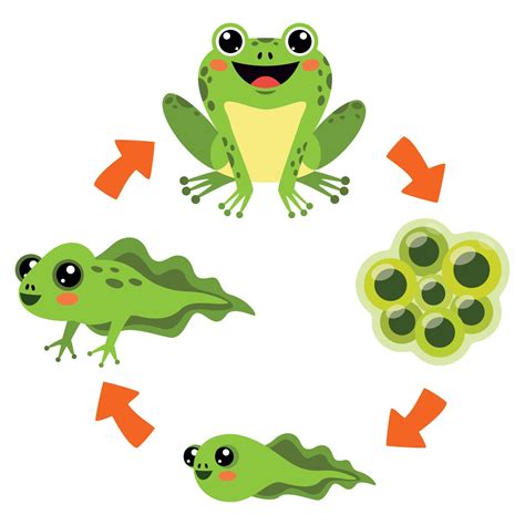 La rana / frog (ciclos de la vida de. - Samsung clx 3175fn see color laser mfp service repair manual.
