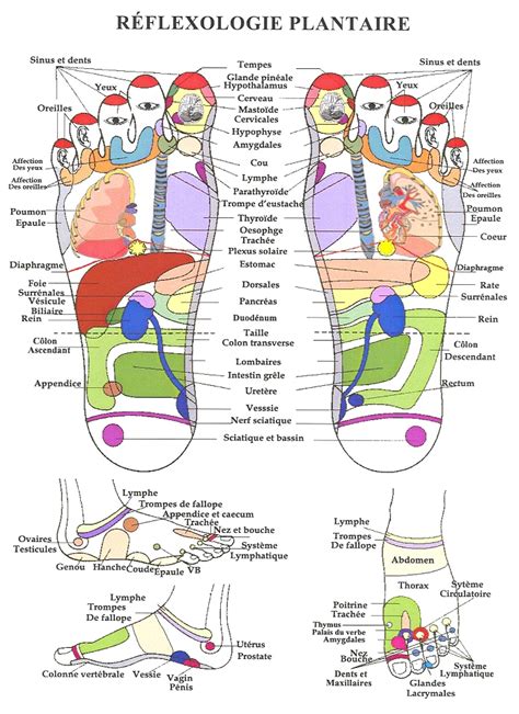 La reflexologie guide etape par etape du traitement du corps par les pieds et les mains. - Jdsu mts 8000 manual del usuario.