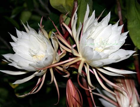 La reina de la noche flower. May 17, 2023 · ElEpiphyllum oxypetalum, o la Reina de la Noche, es una flor deslumbrante e inolvidable. Algunas personas también lo llaman el cactus de pipa del holandés.Es una de las plantas de cactus más populares del mundo, gracias a su naturaleza de floración nocturna. Puede ser un poco complicado animar a est... 