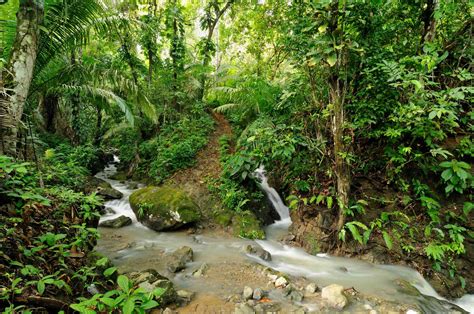 La selva de colombia y panamá. Things To Know About La selva de colombia y panamá. 