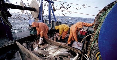 La valorisation des produits de la mer dans l'est canadien. - Hyosung rapier 450 te450 manuale di servizio di riparazione.