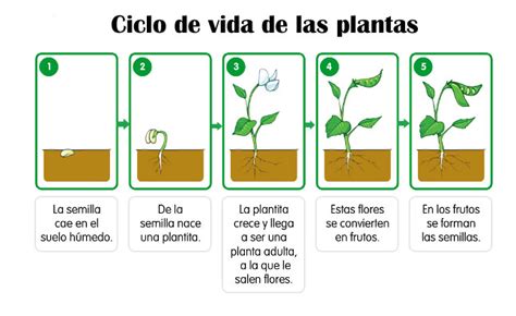 La vida de las plantas (mundo invisible). - John deere 48 backhoe attachment manual.