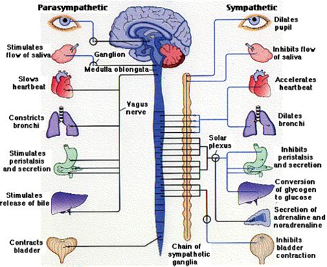 Lab 13: Autonomic Nervous System Flashcards Quizlet