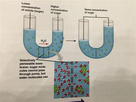 Lab 4: Diffusion/Osmosis Flashcards Quizlet