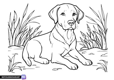 Lab Dog Coloring Page