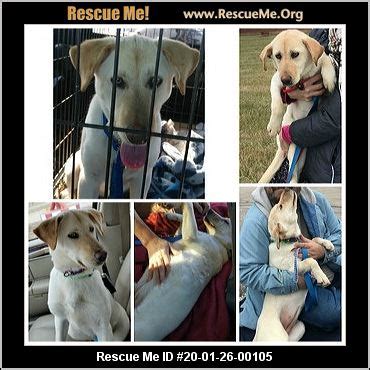 Lab Rescue Ohio