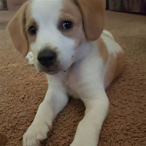The beagle-lab mix is a unique designer dog breed resulting from the cross between a purebred beagle and a purebred Labrador retriever. This mixed-breed dog is known for its friendly, energetic, and loving personality , making it an ideal companion for active families.. 