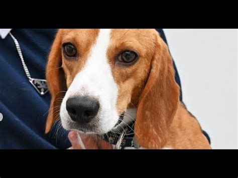 Lab beagles for adoption uk.  Access LabcorpLink for secure, seamless mana...