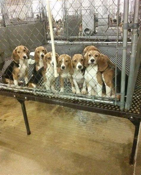Lab beagles for adoption uk.  Login > For Healthcare ProfessionalsLabcorp LinkOrde...