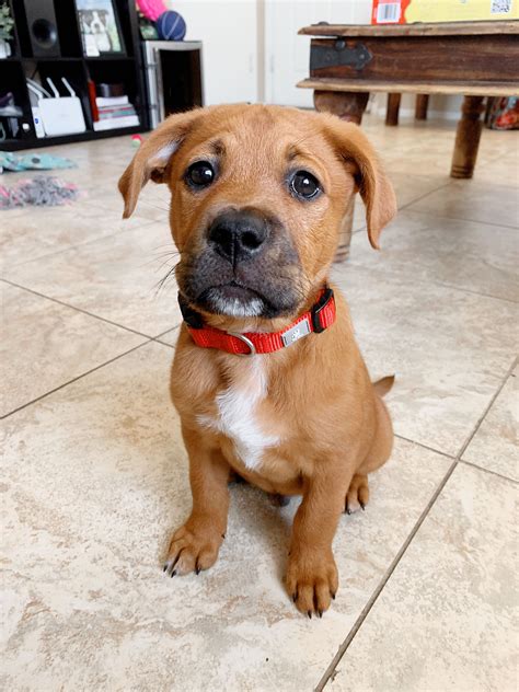 Lab boxer mix puppy. Things To Know About Lab boxer mix puppy. 