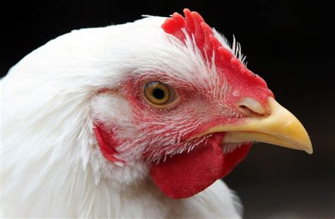 Lab chicken. Lab-grown chicken is now legal to sell in the U.S. What does it actually taste like? Last Updated: June 26, 2023 at 10:35 a.m. ET First Published: June 24, 2023 at 7:57 a.m. ET … 
